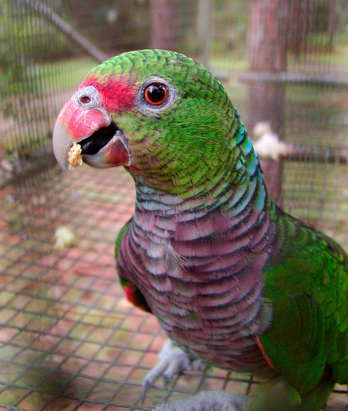Amazoňan vínovoprsý - Amazona vinacea